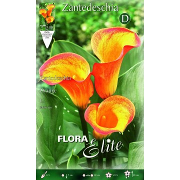 Orange Calla Lily