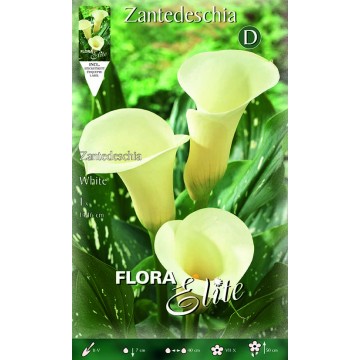 Calla Bianca-Bulbi Primaverili-ITALSEMENTI s.n.c.