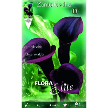 Schwarze Calla-Lilie