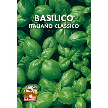 Classic Italian Basil (Genovese)