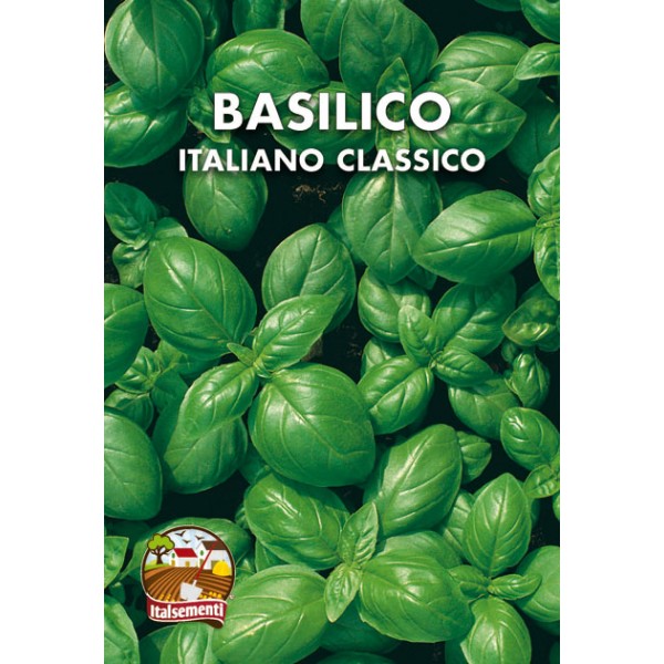 Classic Italian Basil (Genovese)