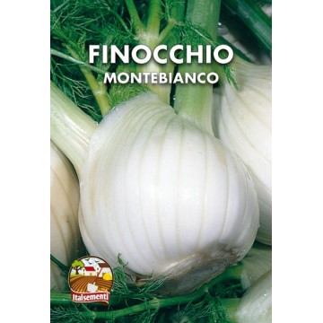 Fenchel Montebianco