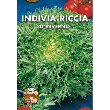 Indivia Riccia d'Inverno