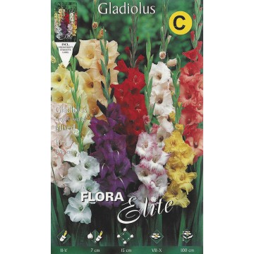 Gladioli Mixed
