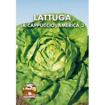 Lattuga a Cappuccio America