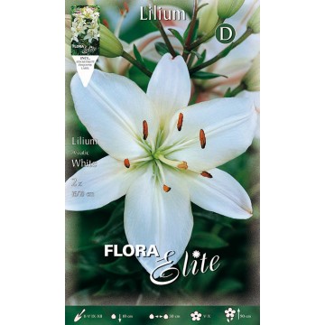 White Asian Lilium