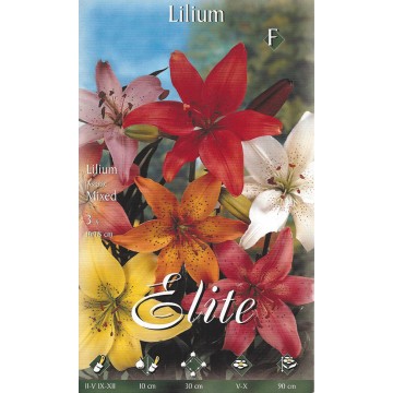 Lilium Asian Mixed