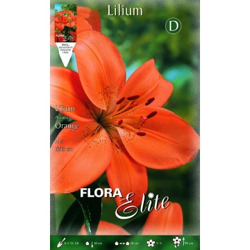Lilium Asian Orange