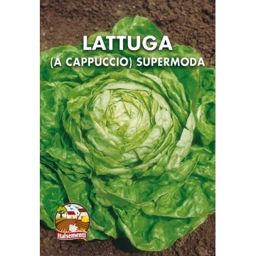 Lattuga a Cappuccio Supermoda