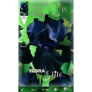 Iris Schwarze Iris