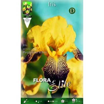 Iris lila-gelbe Iris