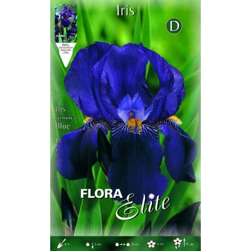 Iris Giaggiolo Blue