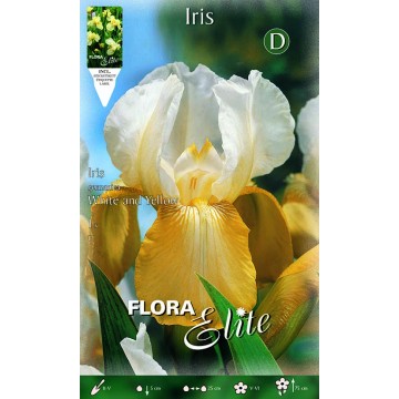 Iris Iris Gelb Weiß