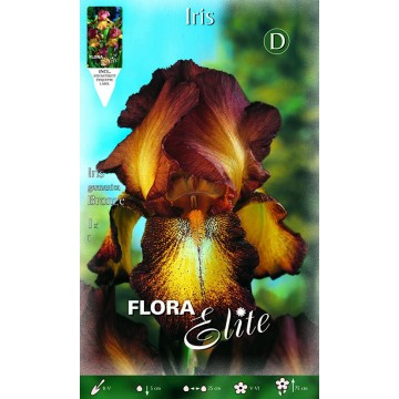 Iris Iris Bronze