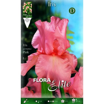 Iris Pink Iris