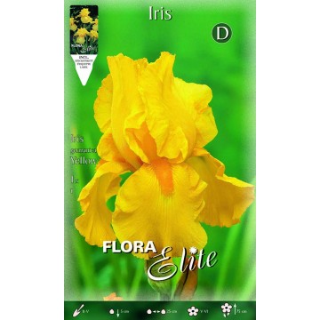 Iris Giaggiolo Giallo-Iris Germanica-ITALSEMENTI s.n.c.