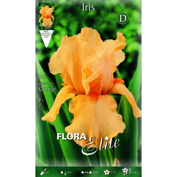 Iris Orange Iris