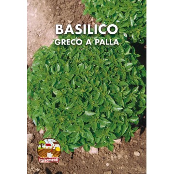 Basilico Greco a Palla