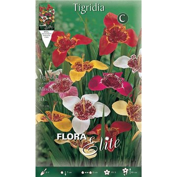 Tigridia Pavonia-Bulbi Primaverili-ITALSEMENTI s.n.c.