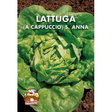 Lattuga Cappuccio S. Anna