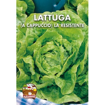 Cap lettuce The Resistant