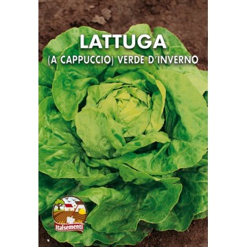 Green Winter Head Lettuce