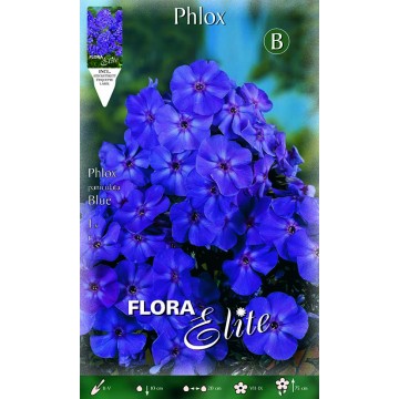 Phlox Blue