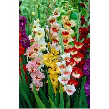 Gladioli Butterfly Mixed