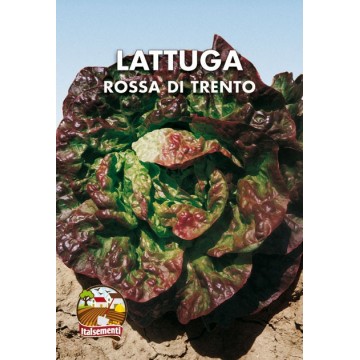 Red lettuce from Trento
