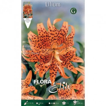 Lilium Lancifolium Flore Pleno