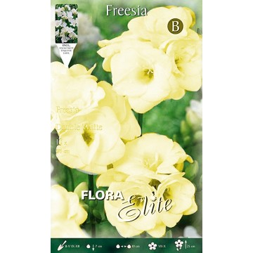 Double Freesia Yellow