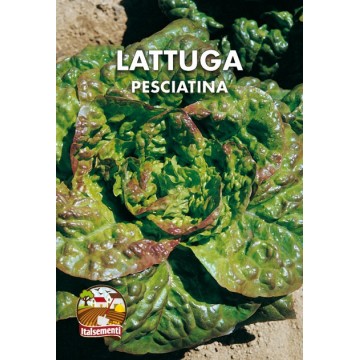 Pesciatina lettuce