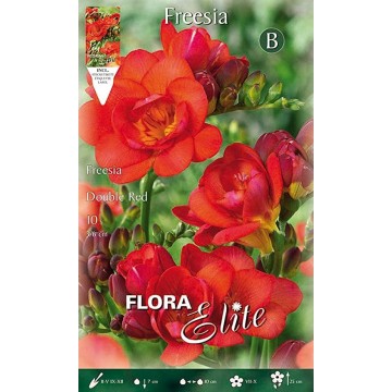 Fresia Double Red