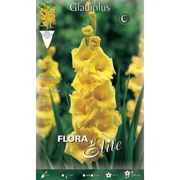 Gladiolen Nova Lux