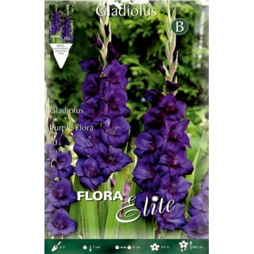 Gladiolen Lila Flora